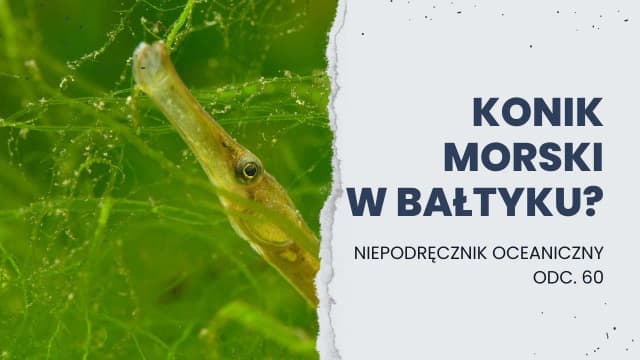 Czy koniki morskie żyją w Bałtyku? Oto zaskakujące odpowiedzi Czy koniki morskie żyją w Bałtyku? Oto zaskakujące odpowiedzi